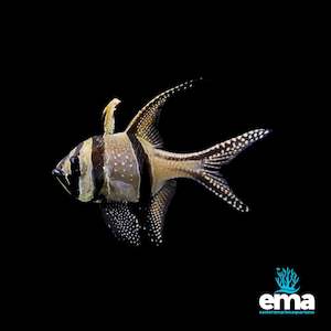 Banggai Cardinalfish