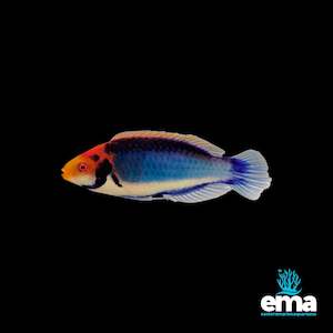 Fish 1: Red Head Solon Fairy Wrasse