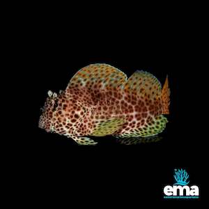 Leopard Blenny