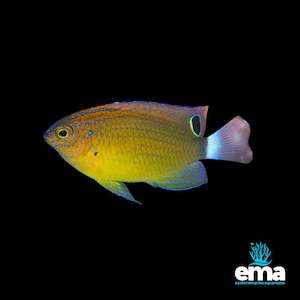 Fish 1: Speckled Damsel