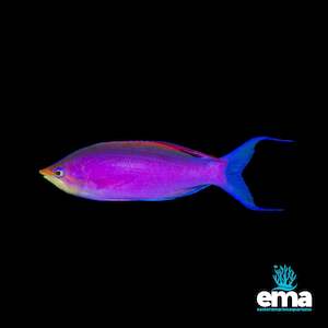 Fish 1: Purple Queen Anthias