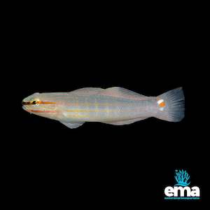 Crosshatch Goby