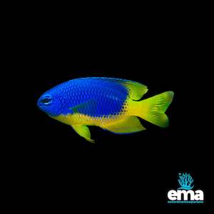 Fish 1: Goldbelly Damselfish