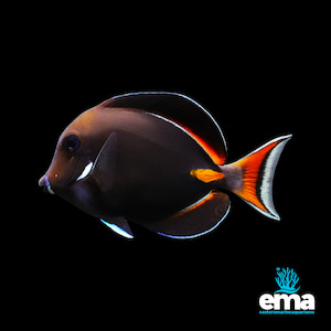 Achilles Tang