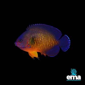 Fish 1: Coral Beauty Angelfish