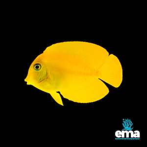 Mimic Tang (Juvenile)