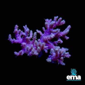 Soft Coral: Green Finger Leather Colony