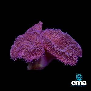 Soft Coral: Purple Toadstool