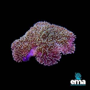 Soft Coral: Green Toadstool