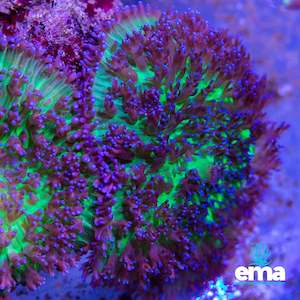 Soft Coral: Mushroom Colony