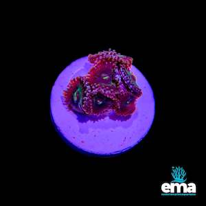Soft Coral: Maroon & Green Mouth Zoanthid