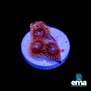 Soft Coral: Red Zoanthid