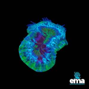 Lps Coral: Toxic Green & Mint Trachyphyllia