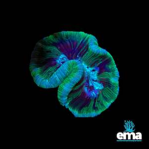 Toxic Green & Mint Trachyphyllia