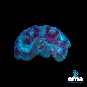 Mint Green Trachyphyllia