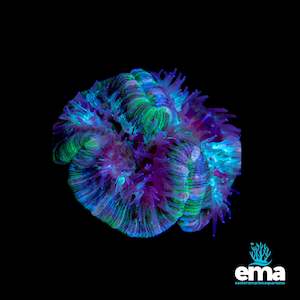 Green & Teal Flecked Trachyphyllia