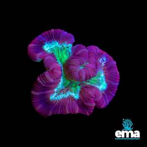 Lps Coral: Red & Teal Trachyphyllia