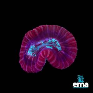 Red & Teal Trachyphyllia