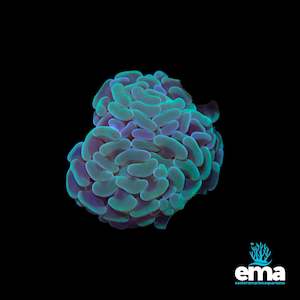 Lps Coral: Green Branching Hammer Fragments