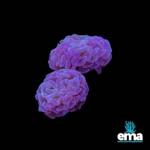 Lps Coral: Purple Branching Hammer Fragments