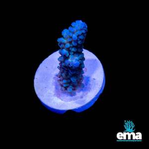 Blue Staghorn Fragment