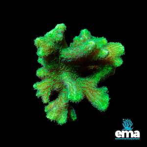 Sps Coral: Toxic Green Hydnophora