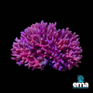 Pink Birdsnest Coral