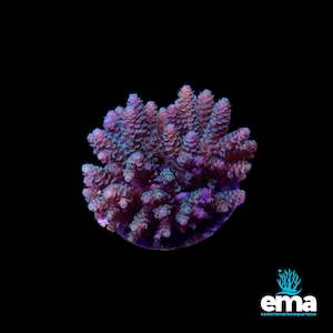 Acropora Colony