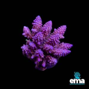 Acropora Colony