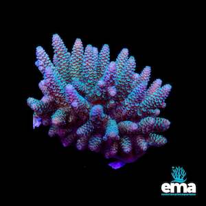 Acropora Colony
