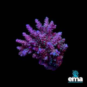 Acropora Colony
