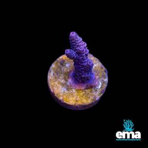 Sps Coral: Purple Mille Fragment