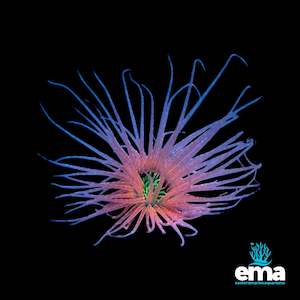 Toxic Orange & Green Tube Anemone