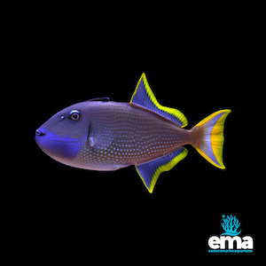 Triggerfish: Blue Throat Triggerfish - Male