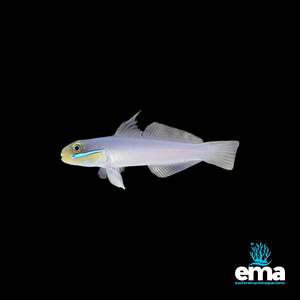 Golden Head Goby - Pair