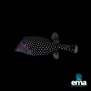 Fish 1: Black Spotted Boxfish
