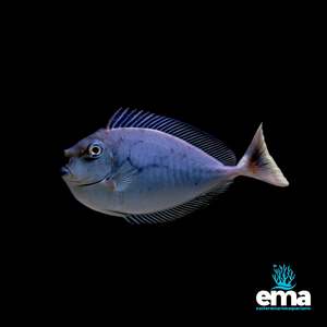 Fish 1: Spotted Unicorn Tang Juvenile