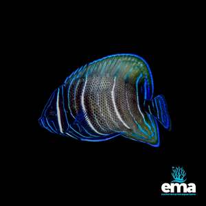 Fish 1: Sixbar Angelfish Juvenile