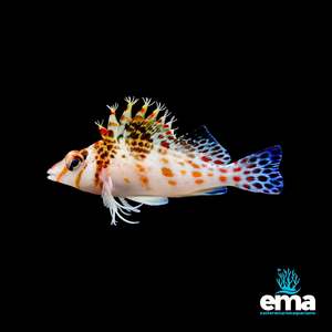 Fish 1: Falco Hawkfish