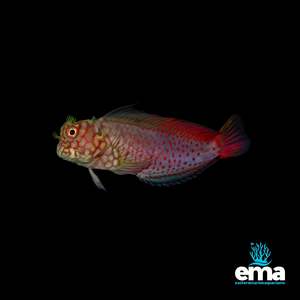 Fish 1: Red Streaked Blenny