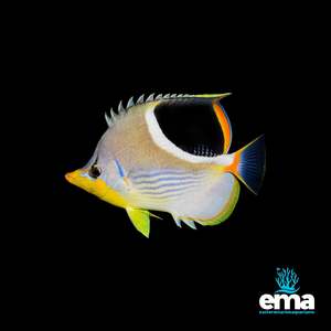 Fish 1: Saddleback Butterflyfish