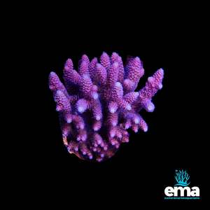 Acropora Millepora