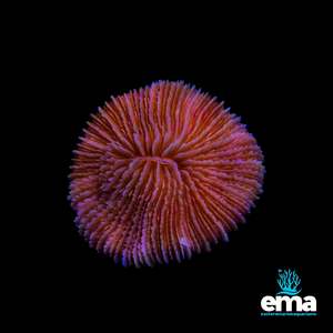 Coral 1: Orange Fungia