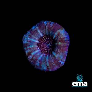 Coral 1: Scolymia Australis