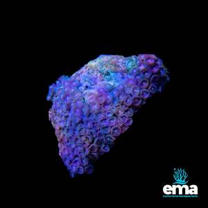 Coral 1: $1 Zoanthid Colony!