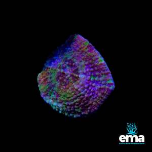 Coral 1: Green Scolymia Vitensis