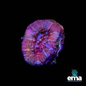 Coral 1: Red Acan Bowerbanki
