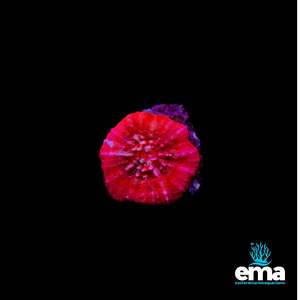 Red Scolymia Australis