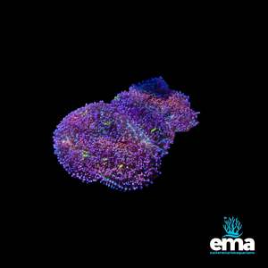 Coral 1: Purple & Green Mushroom Rock