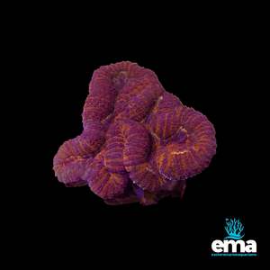 Coral 1: Electric Orange & Red Lobophyllia